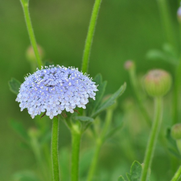 didiscus_caeruleus_blue_lace_web