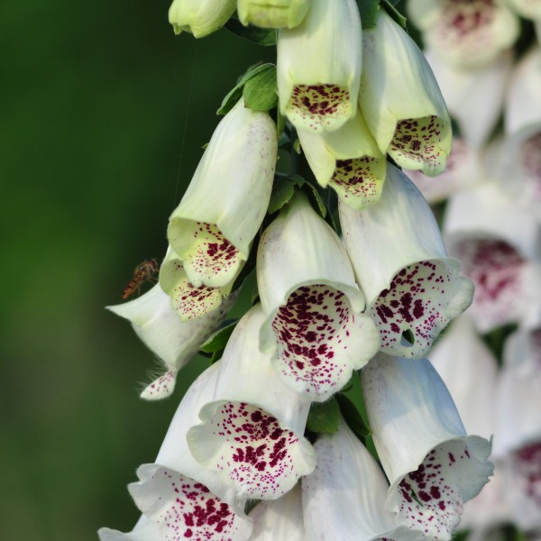 digitalis-purpurea-pamschoice