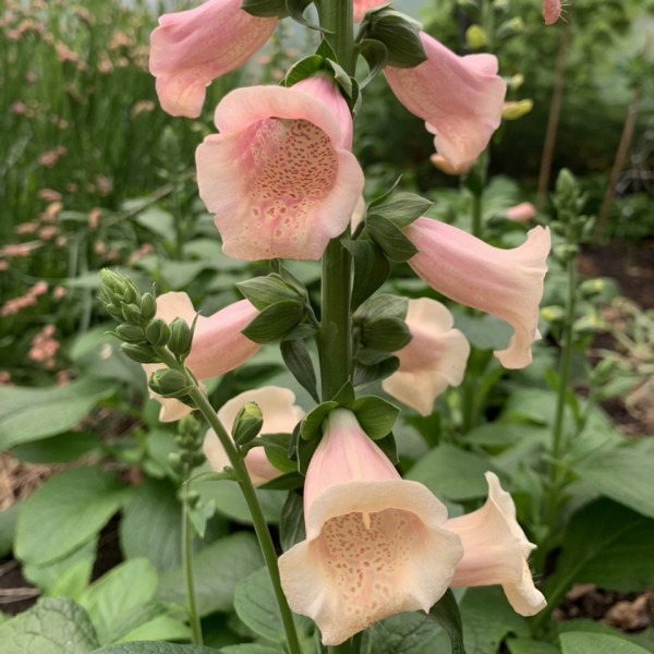 digitalis purpurea peach 1