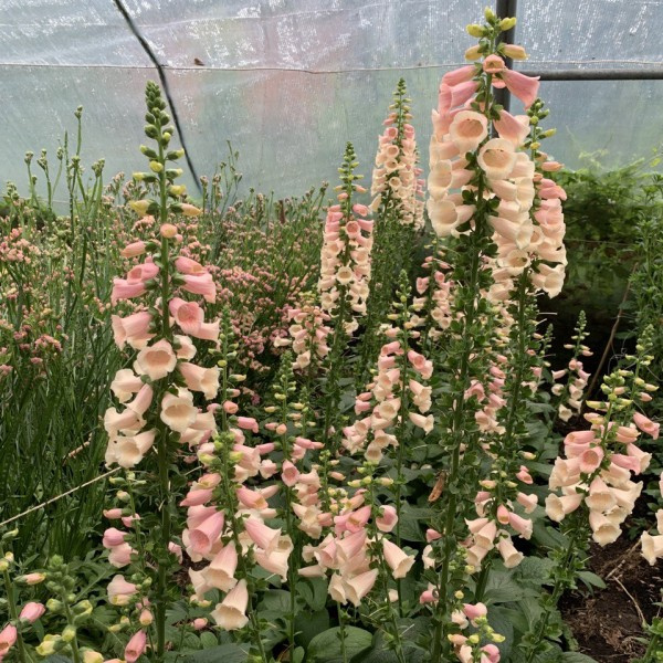 digitalis purpurea peach 2