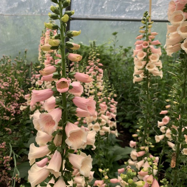 digitalis purpurea peach 3