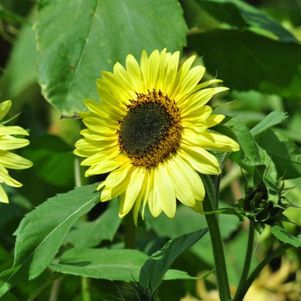 helianthus_annuus_yellow_dash_limited_edition3_web
