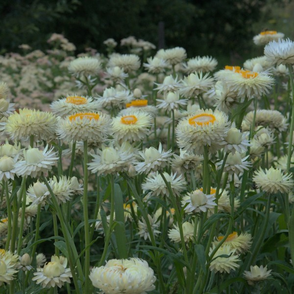 helichrysum_bracteatum_soft_lemon_strobloem_2