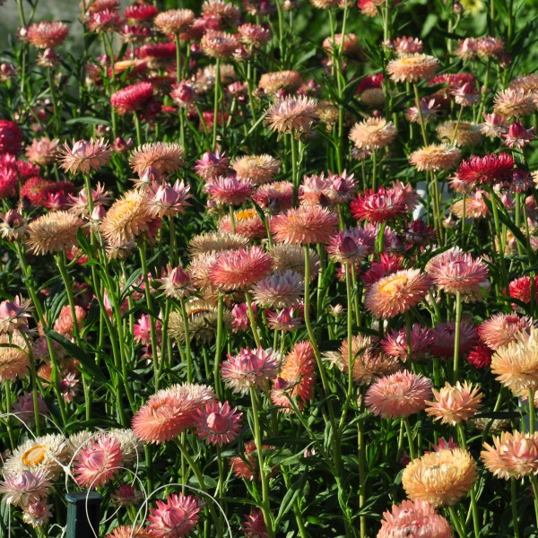 helichrysum_bracteatum_warm_blush_limited_edition2_web