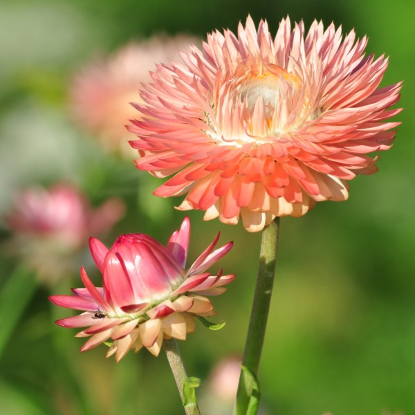 helichrysum_bracteatum_warm_blush_limited_edition3_web