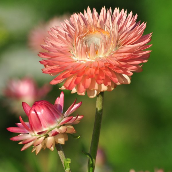 helichrysum_bracteatum_warm_blush_limited_edition4_web