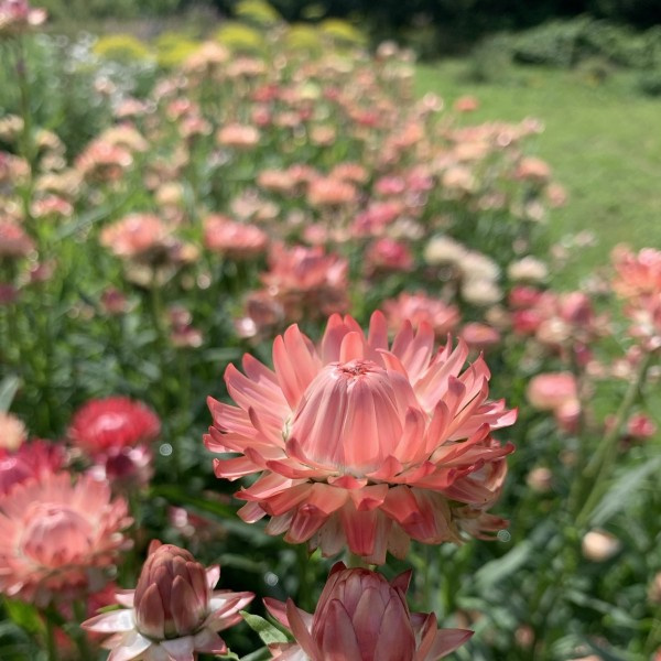 helichrysum_bracteatum_warm_blush_limited_edition5_web