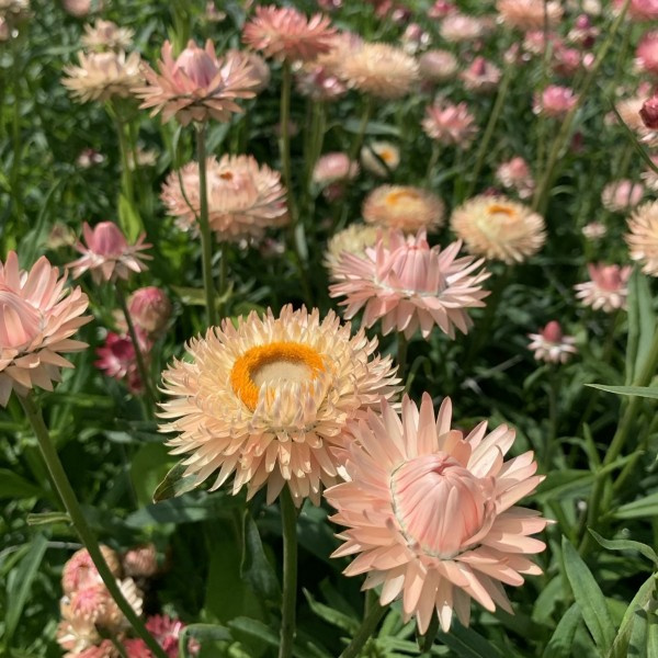helichrysum_bracteatum_warm_blush_limited_edition6_web