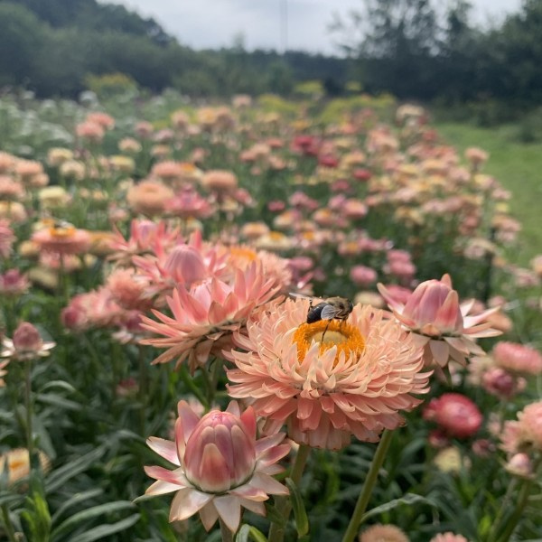 helichrysum_bracteatum_warm_blush_limited_edition7_web