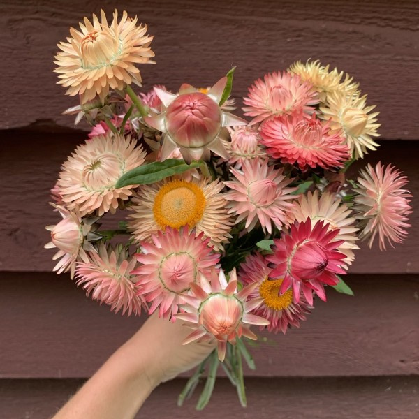 helichrysum_bracteatum_warm_blush_limited_edition8_web