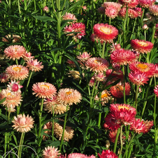 helichrysum_bracteatum_warm_blush_limited_edition_web