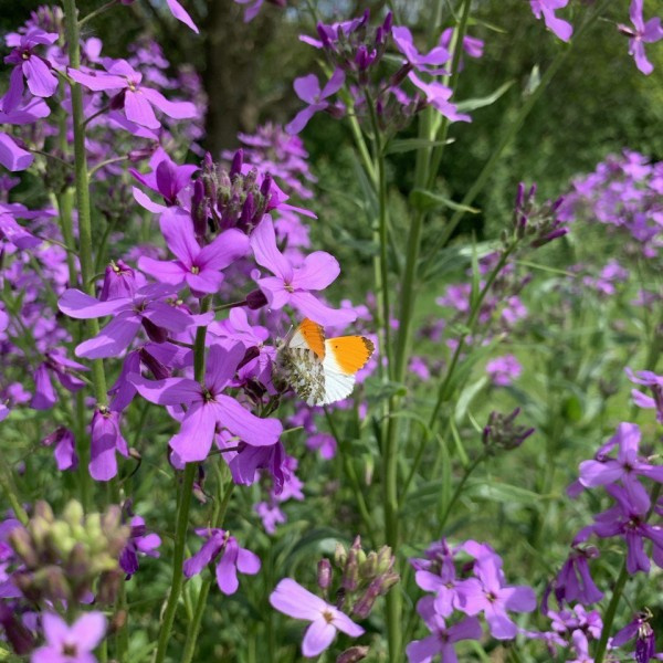 hesperis-matronalis-violet