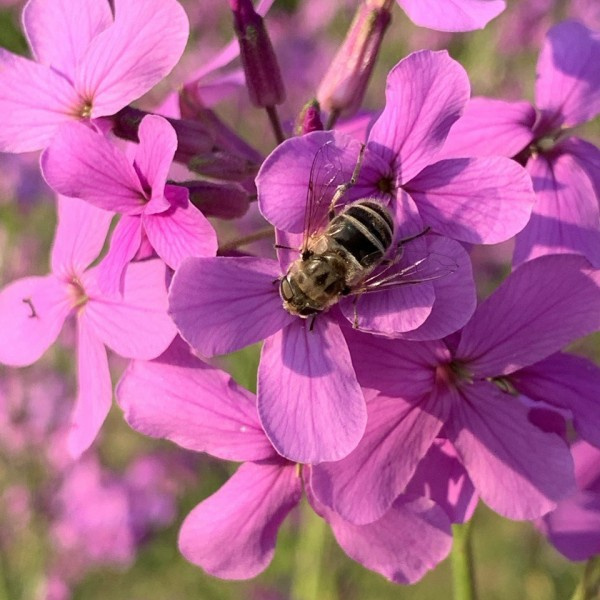 hesperis-matronalis-violet2