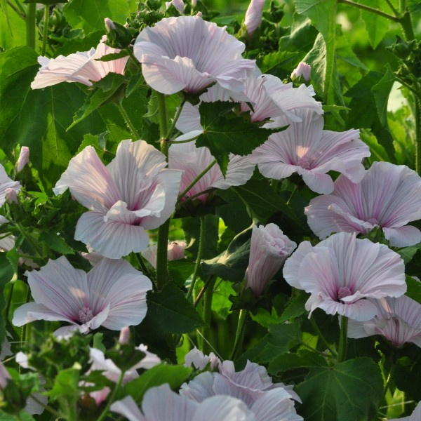 lavatera-trimestris-pinkregis