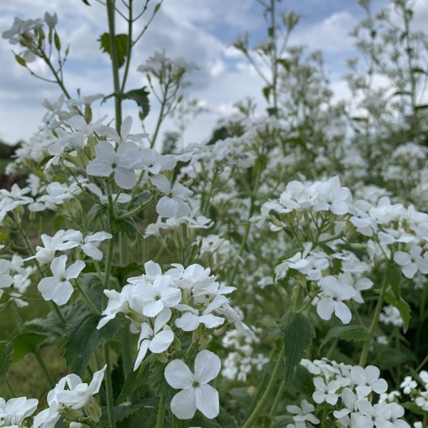 lunaria biennis alba 3