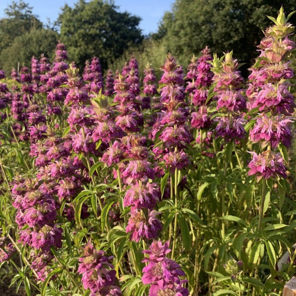 monarda citriodora purplish lilac 1