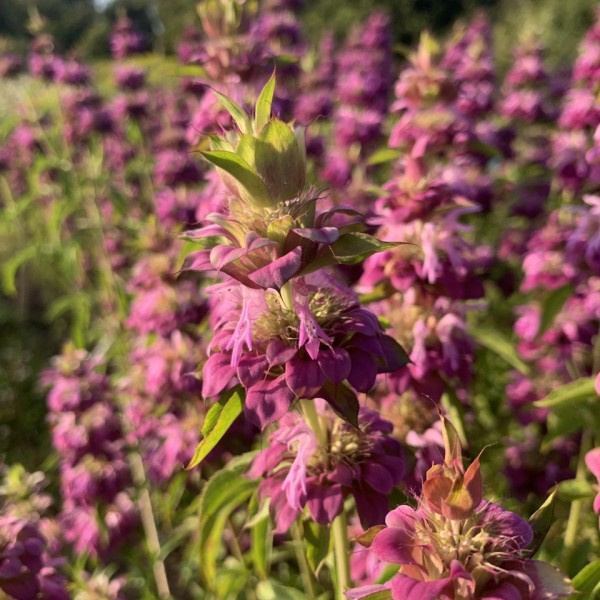 monarda citriodora purplish lilac 2