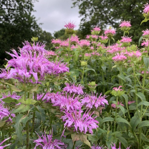 monarda didyma bergamot hot pink 2