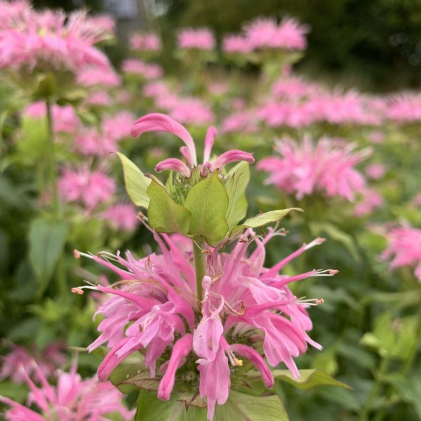 monarda didyma bergamot hot pink 3