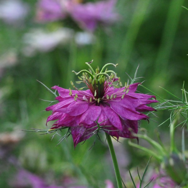 nigella-damascena-missjekyllrose