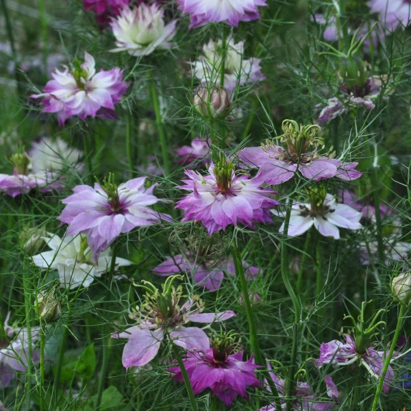 nigella-damascena-missjekyllrose2