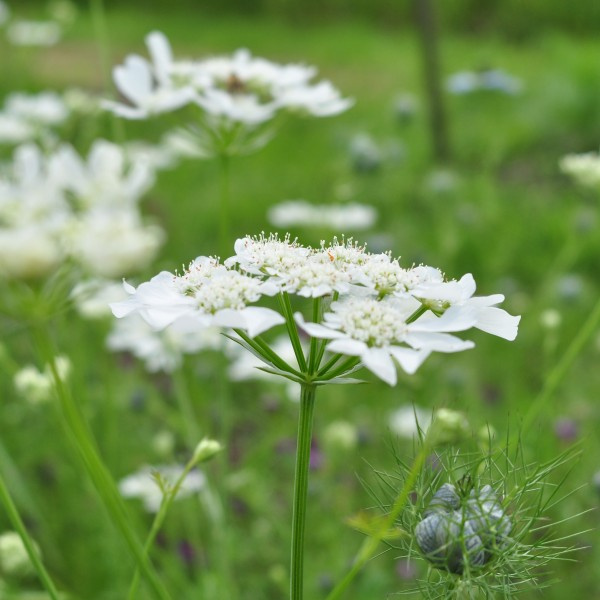 orlaya_grandiflora