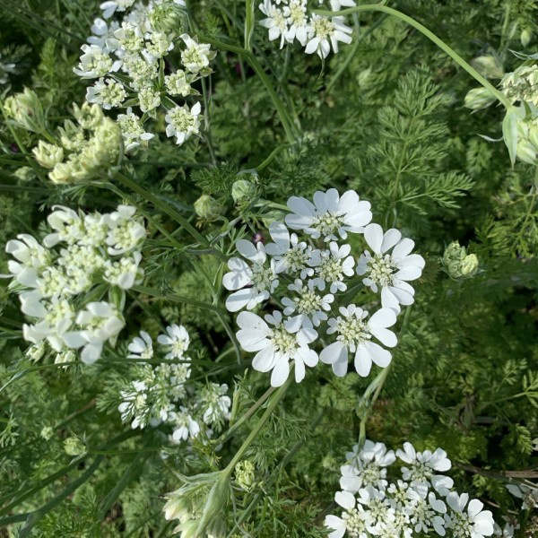 orlaya_grandiflora2