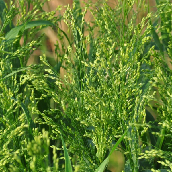 panicum-miliaceum