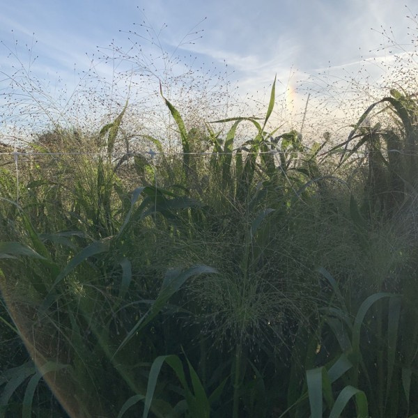 panicum virgatum frosted explosion 1