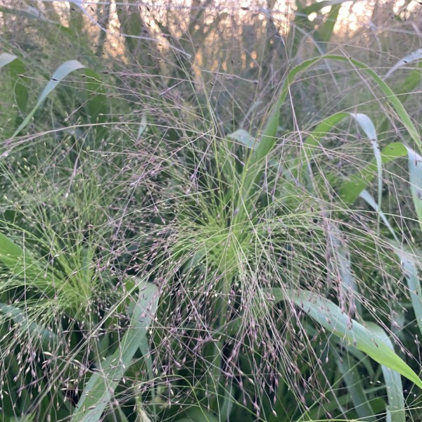 panicum virgatum frosted explosion 2