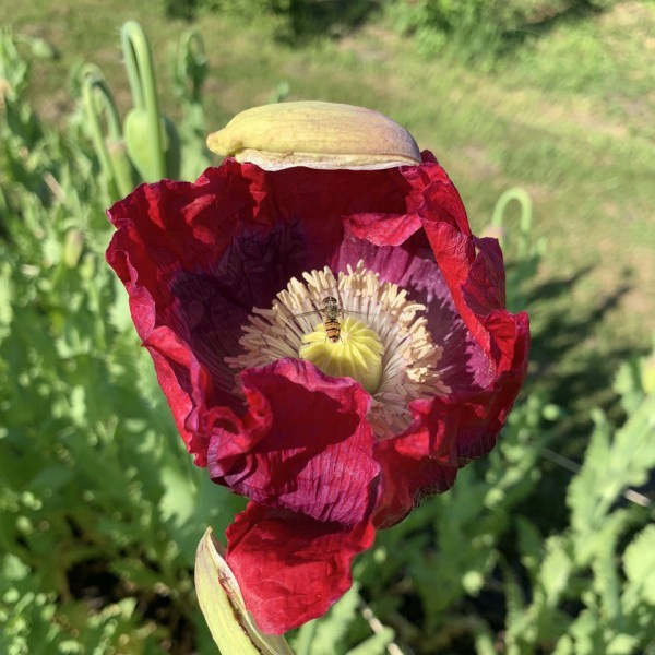 papaver_somniferum_-_slaapbol_1