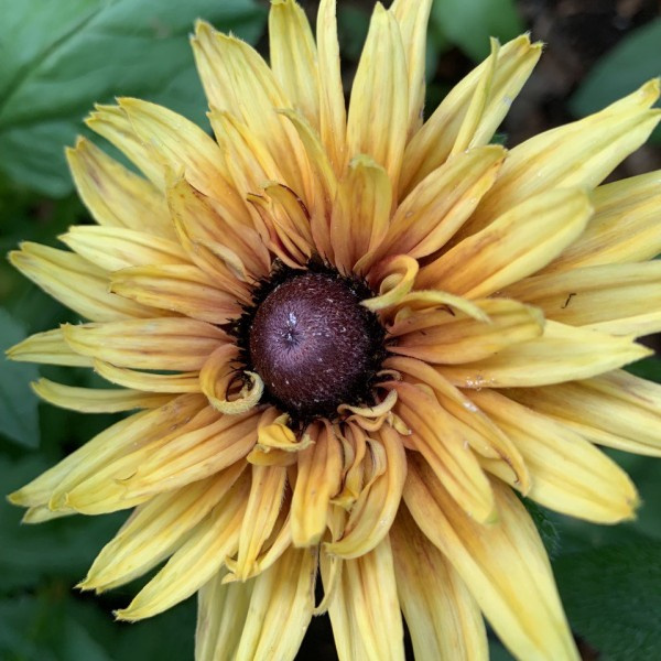 rudbeckia hirta sahara 1