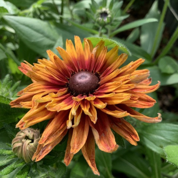 rudbeckia hirta sahara 2