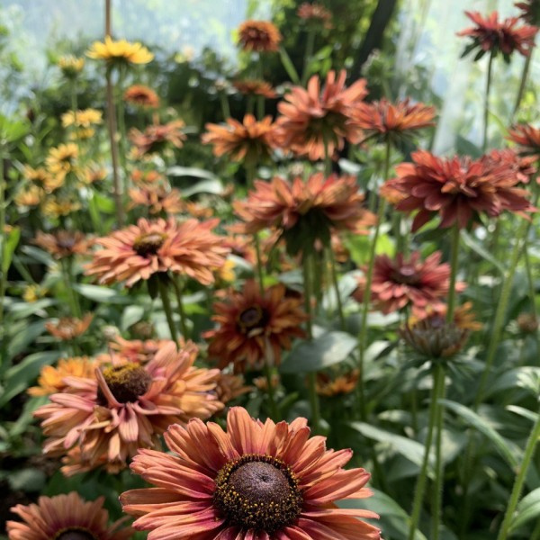 rudbeckia hirta sahara 3