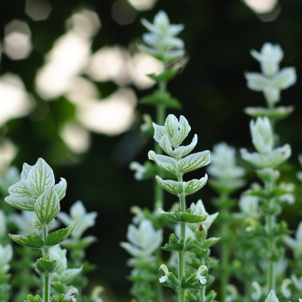 salvia-horminum-whitemist