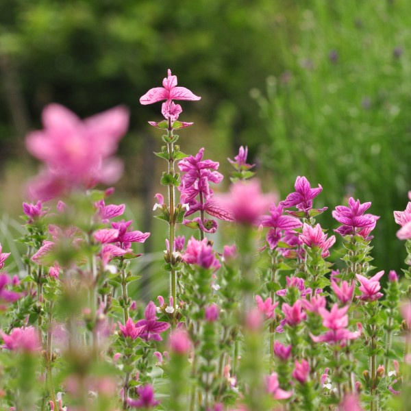 salvia-hormiunum-pinkmist2