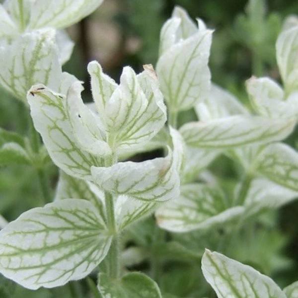salvia_horminum_white_mist_bonte_salie2