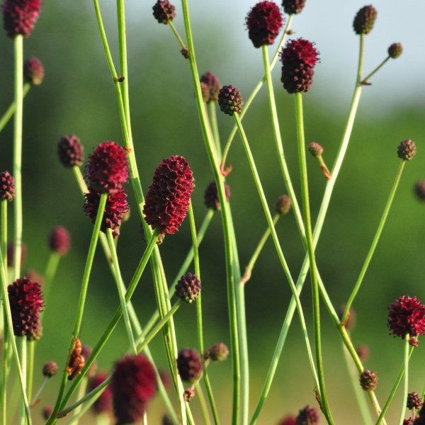 sanguisorba-officinalis