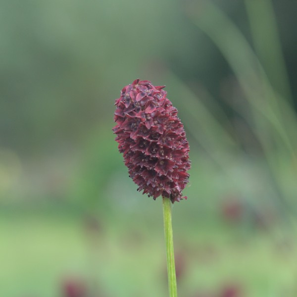sanguisorba_officinalis_grote_pimpernel_1