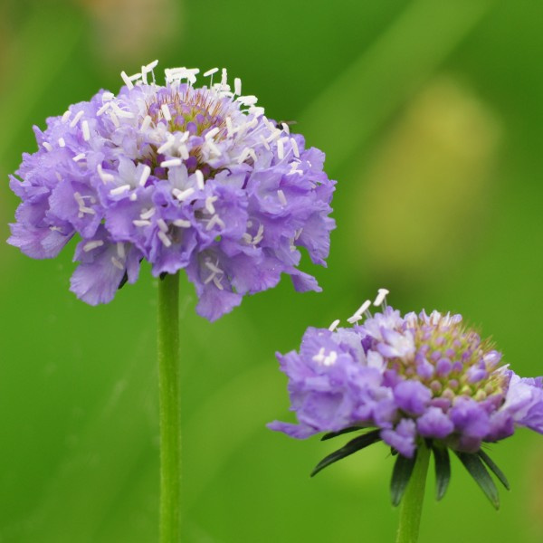 scabiosa-atropurpurea-oxfordblue