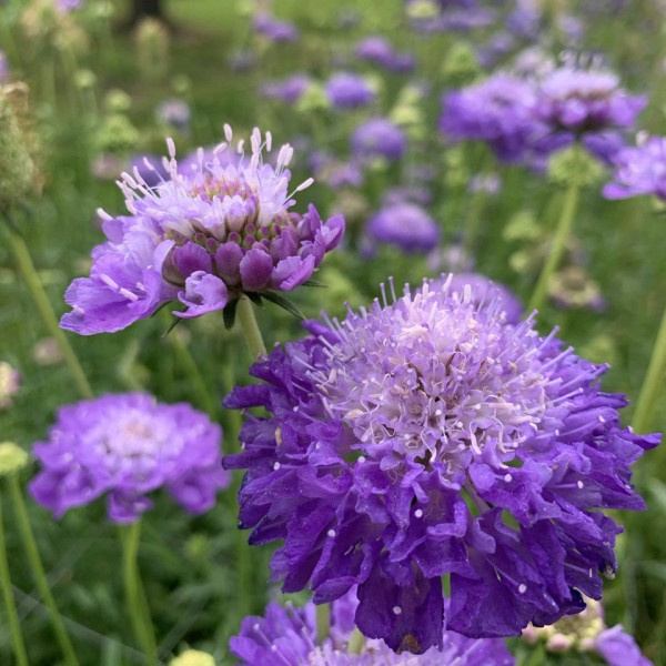 scabiosa-atropurpurea-oxfordblue2