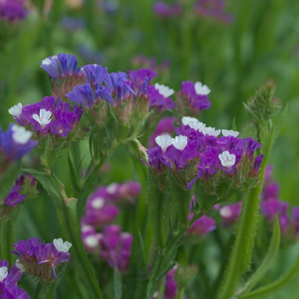 statice_sinuata_-_lamsoor_purple_rainbow_1