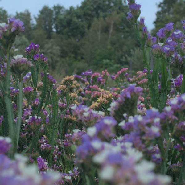 statice_sinuata_-_lamsoor_purple_rainbow_2