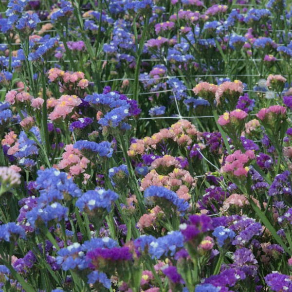 statice_sinuata_-_lamsoor_purple_rainbow_3