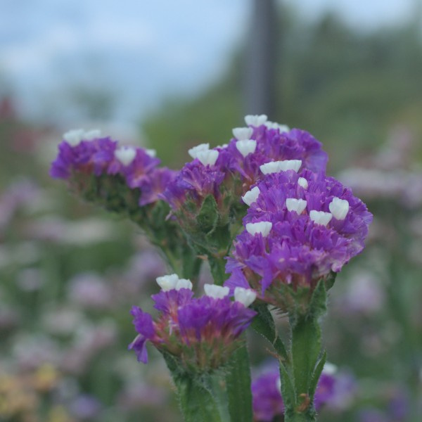 statice_sinuata_-_lamsoor_purple_rainbow_4