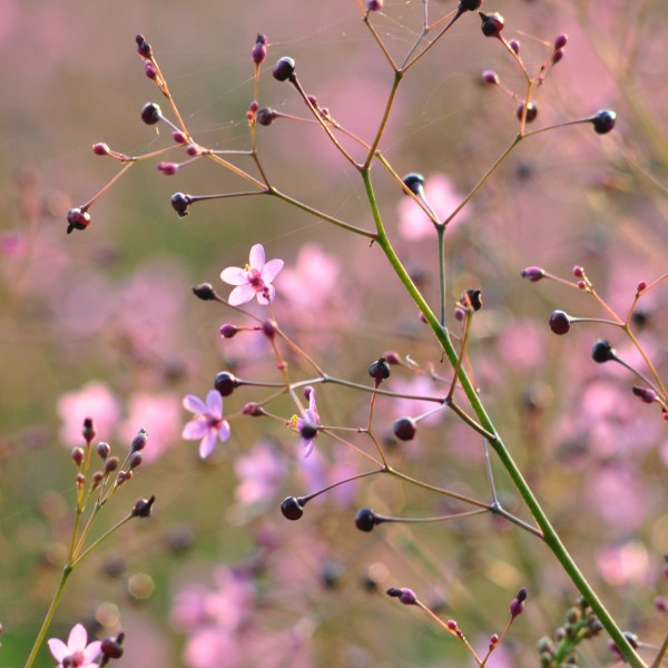 talinum-paniculatum-jewelsofopar