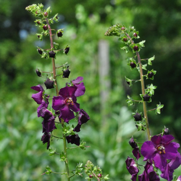 verbascum-phoeniceum-violetta
