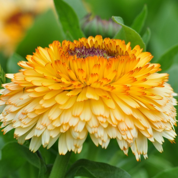 yellow_buff_1_web