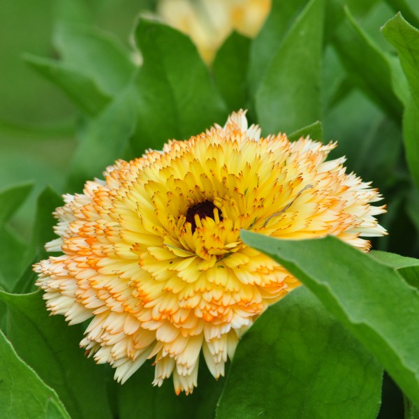 yellow_buff_2_web