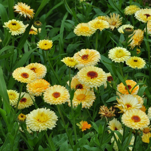 yellow_buff_3_web